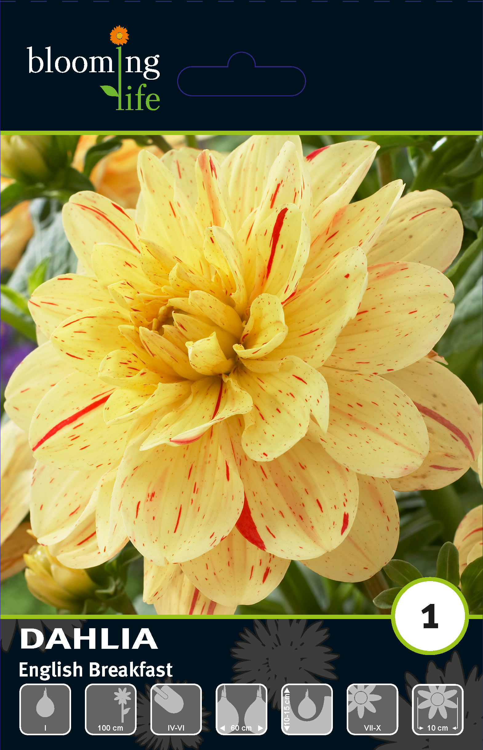 Георгина декоративная Инглиш Брекфаст